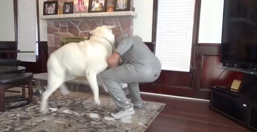 ラブラドールレトリーバー,動画