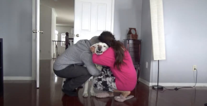 ラブラドールレトリーバー,動画