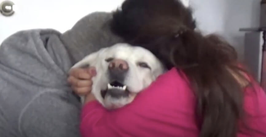 ラブラドールレトリーバー,動画