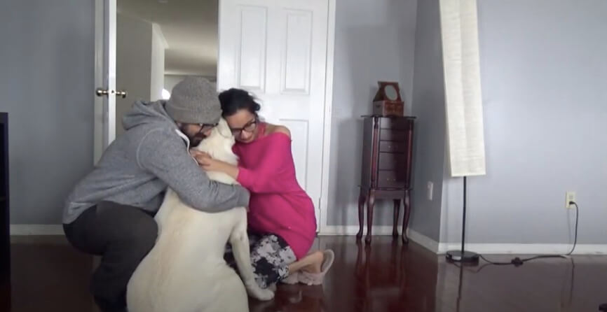 ラブラドールレトリーバー,動画