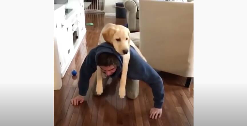 ラブラドールレトリーバー,動画