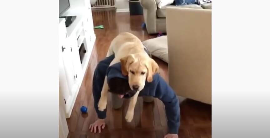 ラブラドールレトリーバー,動画