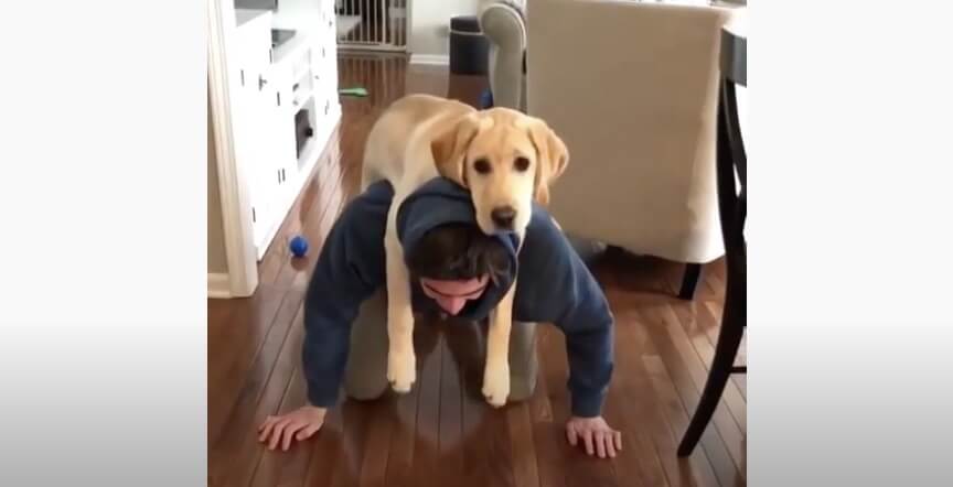 ラブラドールレトリーバー,動画