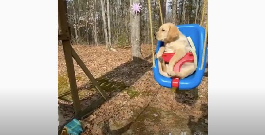 ラブラドールレトリーバー,動画