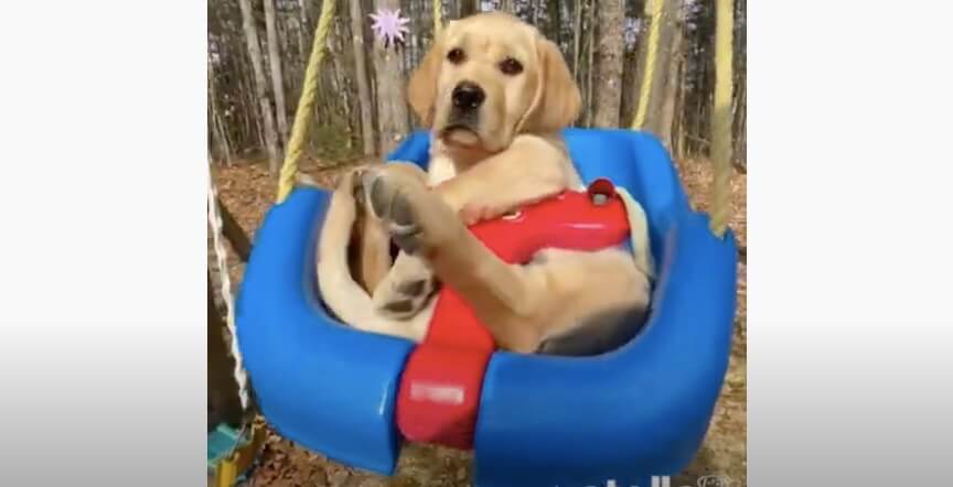 ラブラドールレトリーバー,動画