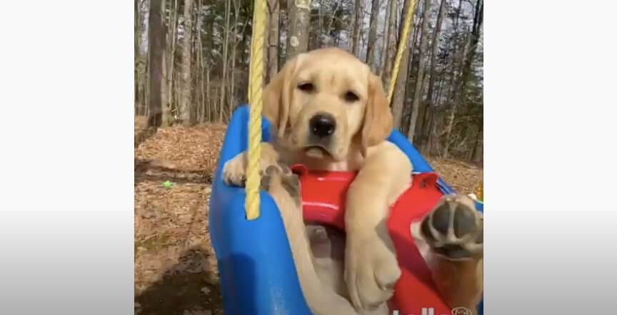 ラブラドールレトリーバー,動画