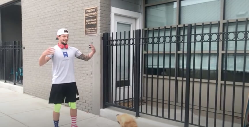 ゴールデンレトリーバー,動画