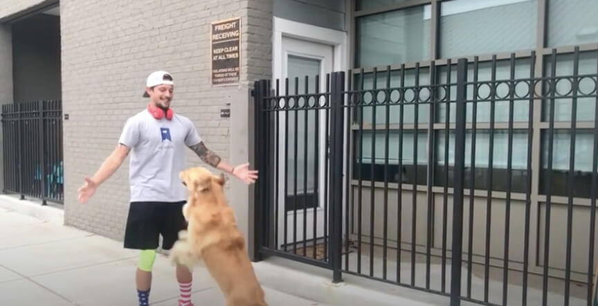 ゴールデンレトリーバー,動画