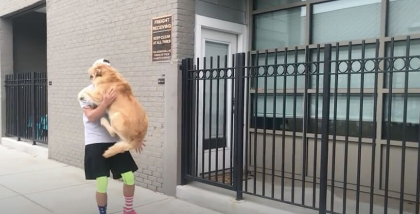 ゴールデンレトリーバー,動画