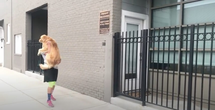 ゴールデンレトリーバー,動画