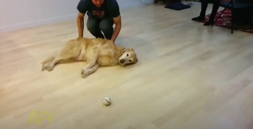 ゴールデンレトリーバー,動画