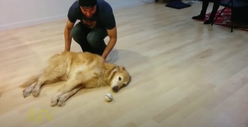 ゴールデンレトリーバー,動画