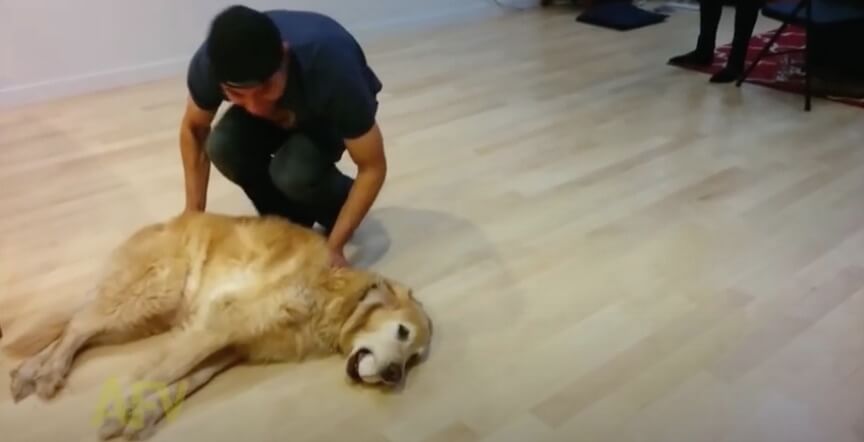 ゴールデンレトリーバー,動画