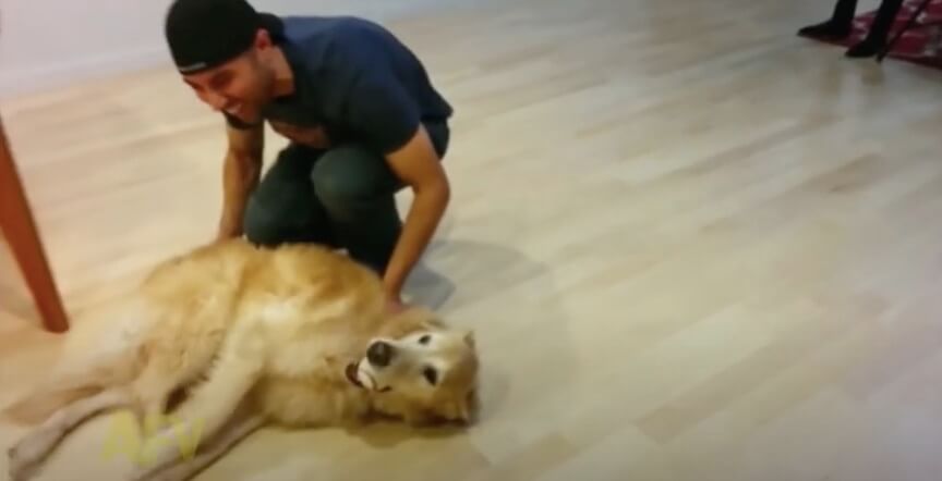 ゴールデンレトリーバー,動画