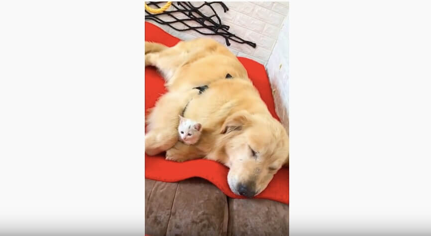 ゴールデンレトリーバー,動画