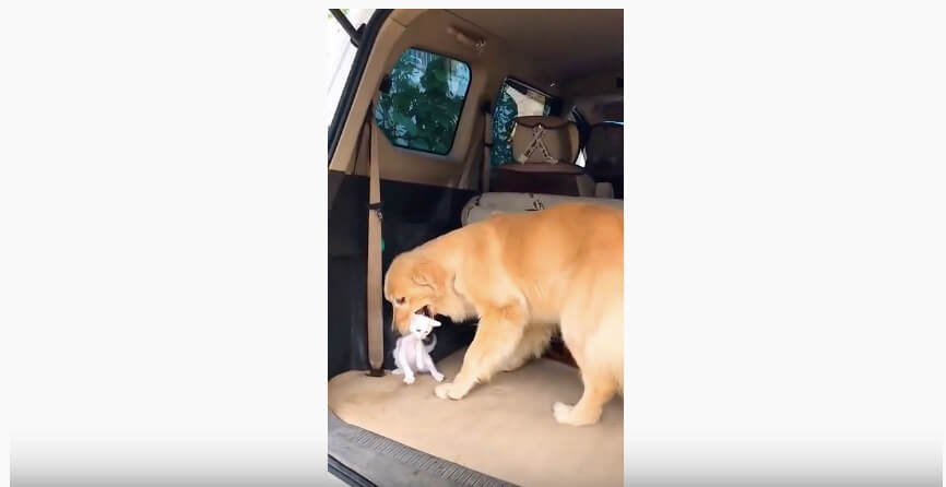 ゴールデンレトリーバー,動画