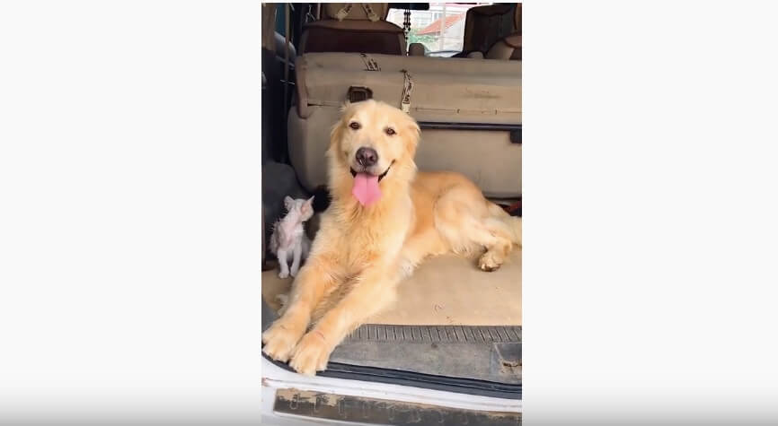 ゴールデンレトリーバー,動画