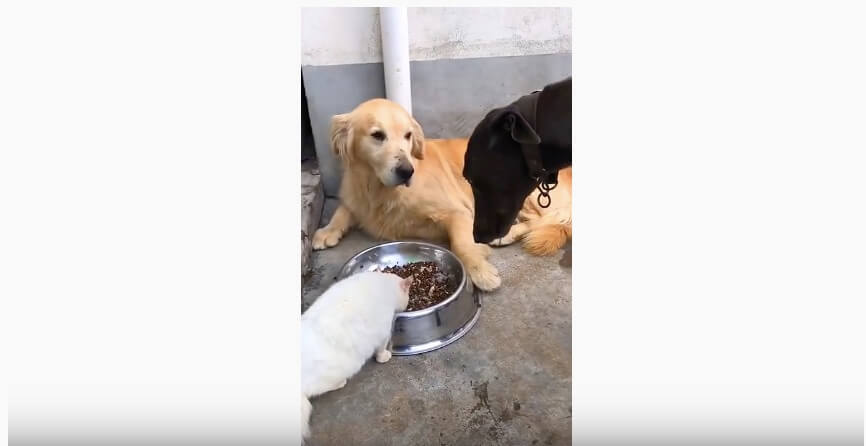 ゴールデンレトリーバー,動画