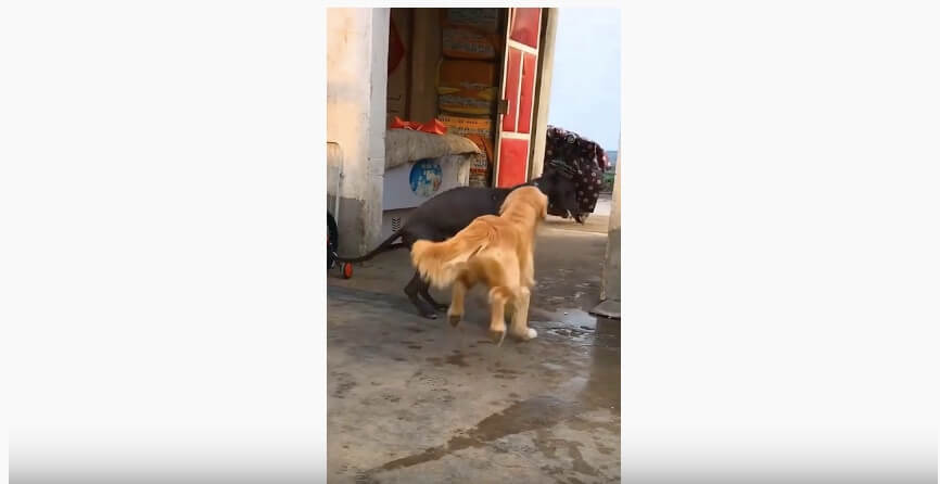 ゴールデンレトリーバー,動画