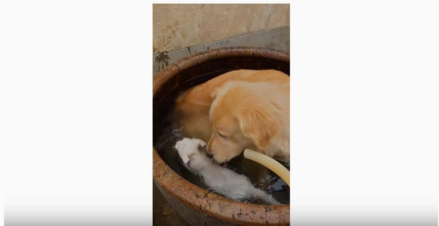 ゴールデンレトリーバー,動画