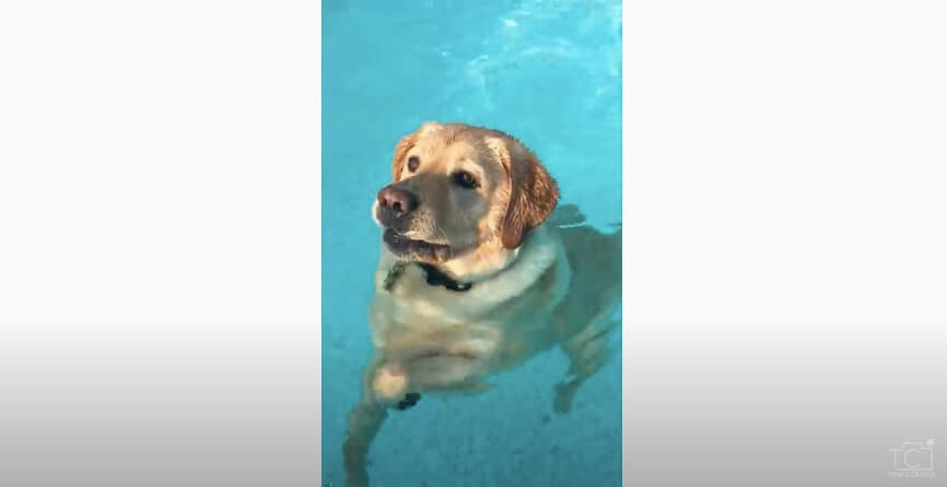 ラブラドールレトリーバー,動画