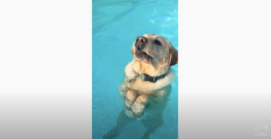 ラブラドールレトリーバー,動画