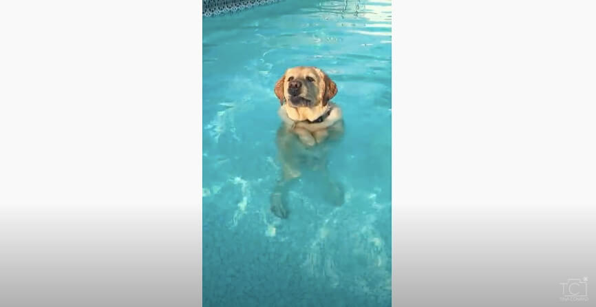 ラブラドールレトリーバー,動画