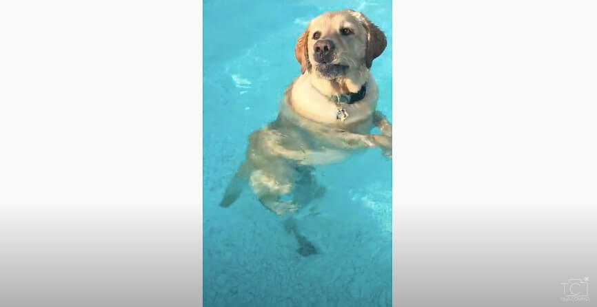 ラブラドールレトリーバー,動画