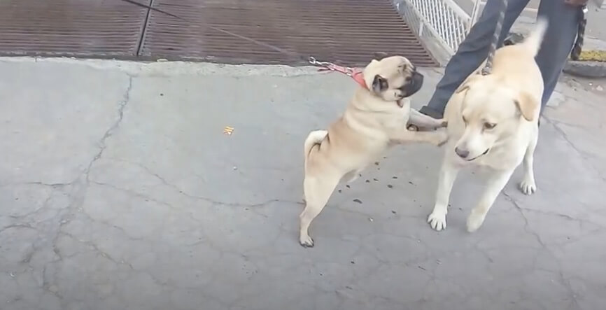 ラブラドールレトリーバー,動画