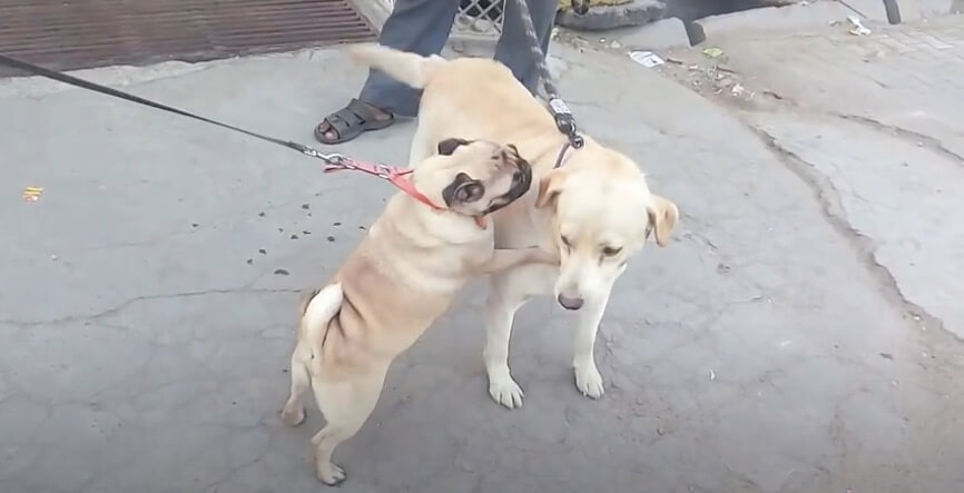 ラブラドールレトリーバー,動画