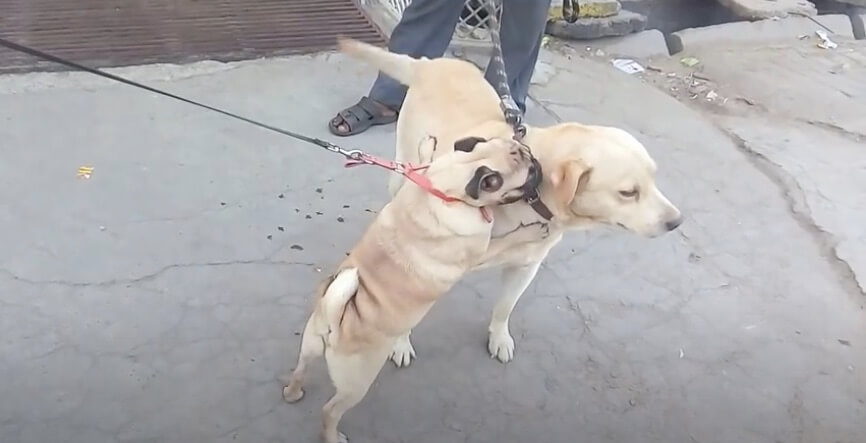 ラブラドールレトリーバー,動画