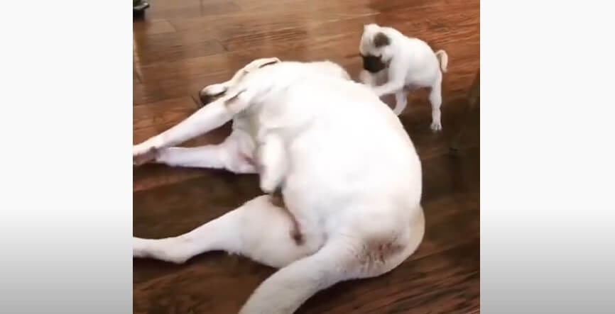 ラブラドールレトリーバー,動画