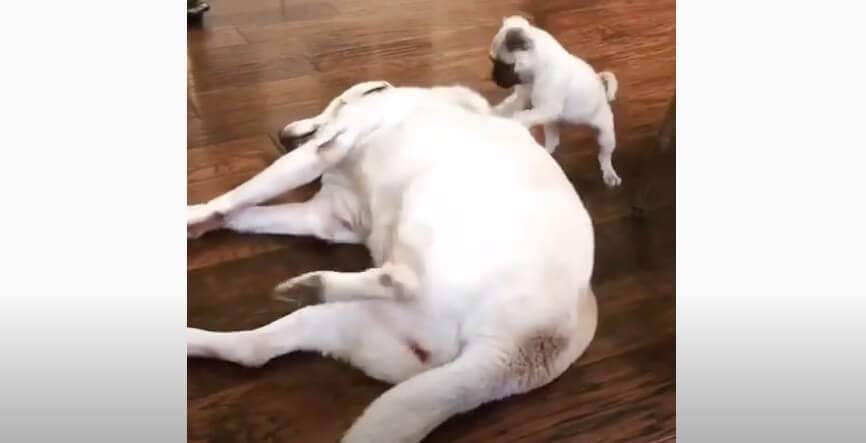 ラブラドールレトリーバー,動画