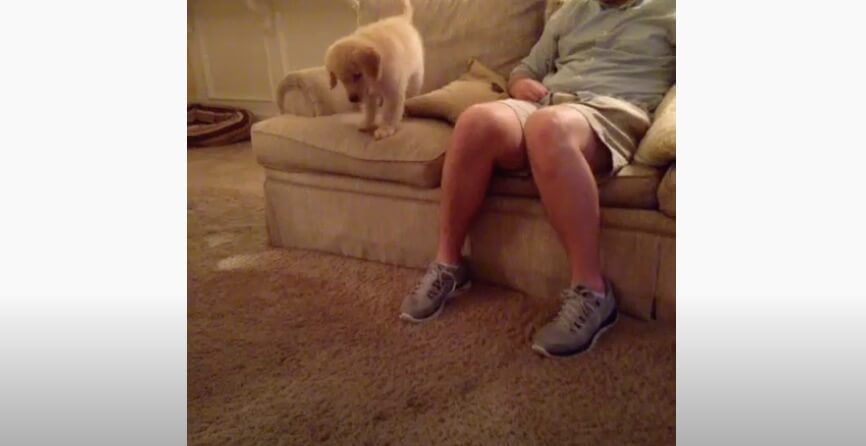 ゴールデンレトリーバー,動画