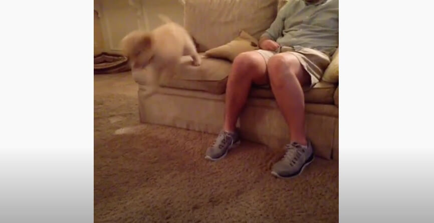 ゴールデンレトリーバー,動画