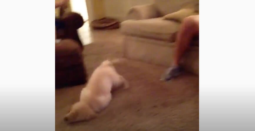 ゴールデンレトリーバー,動画