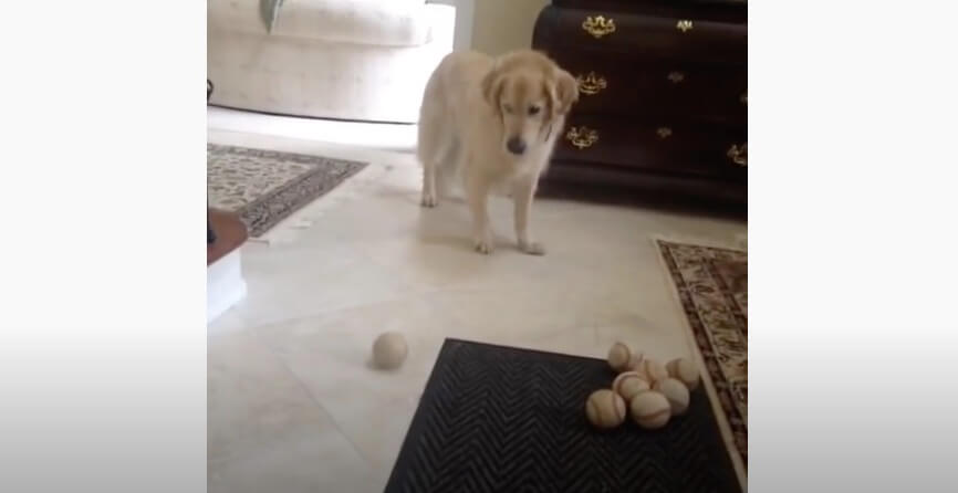 ゴールデンレトリーバー,動画