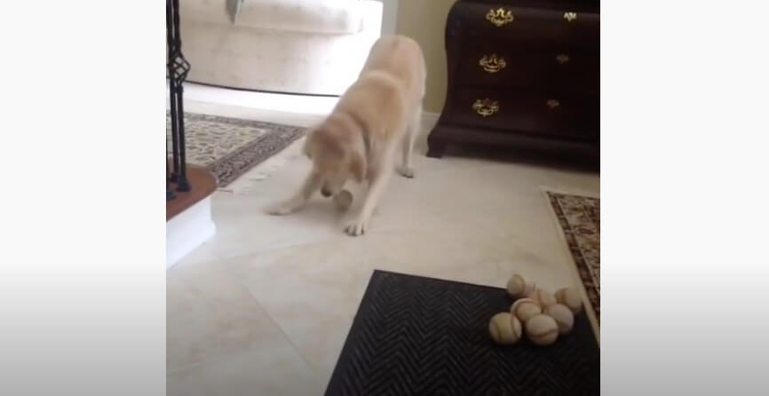 ゴールデンレトリーバー,動画