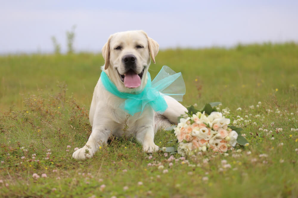 レトリーバー,マンボウやしろ