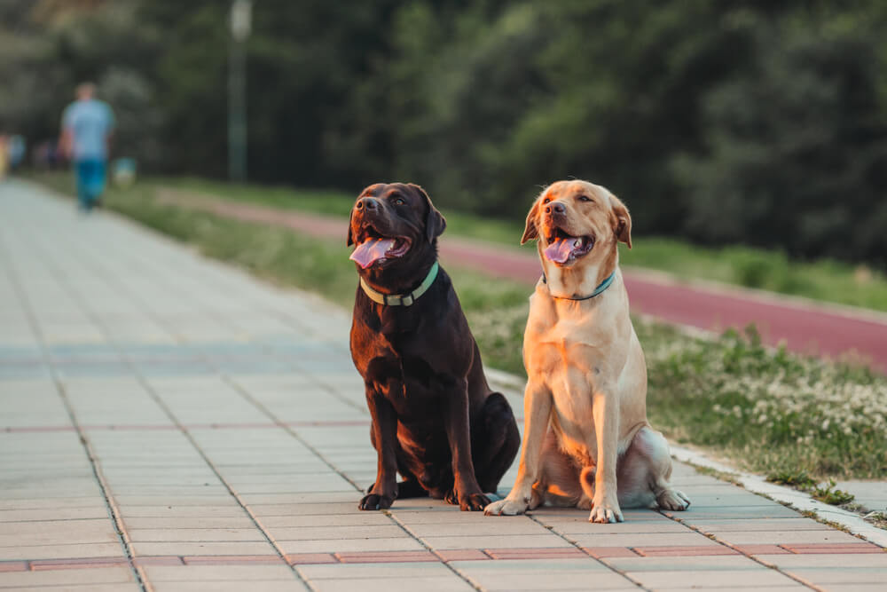 レトリーバー,海外