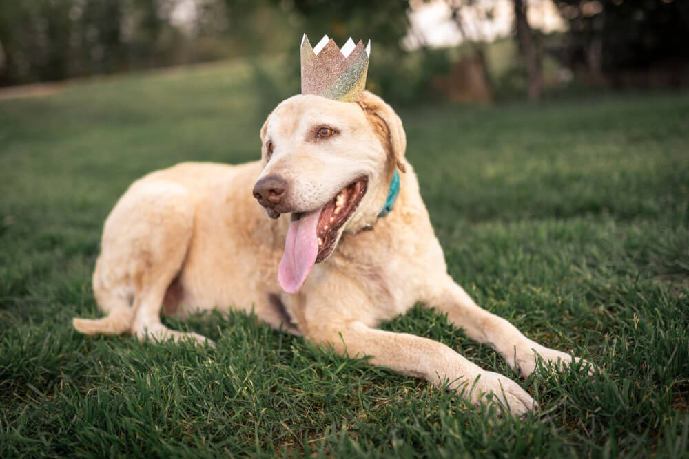レトリーバー,マンボウやしろ