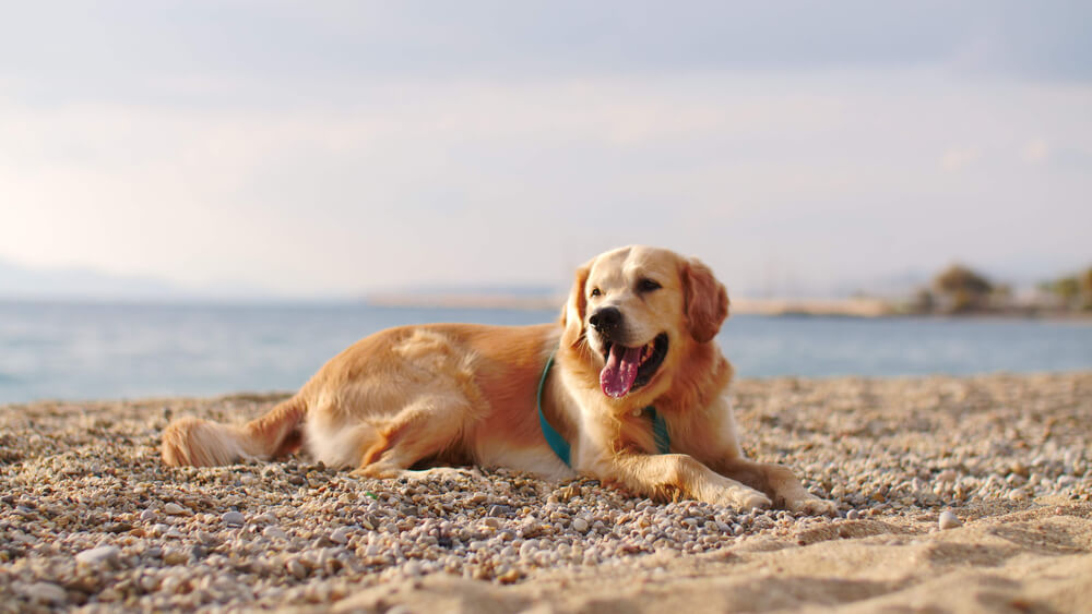 レトリーバー,海外