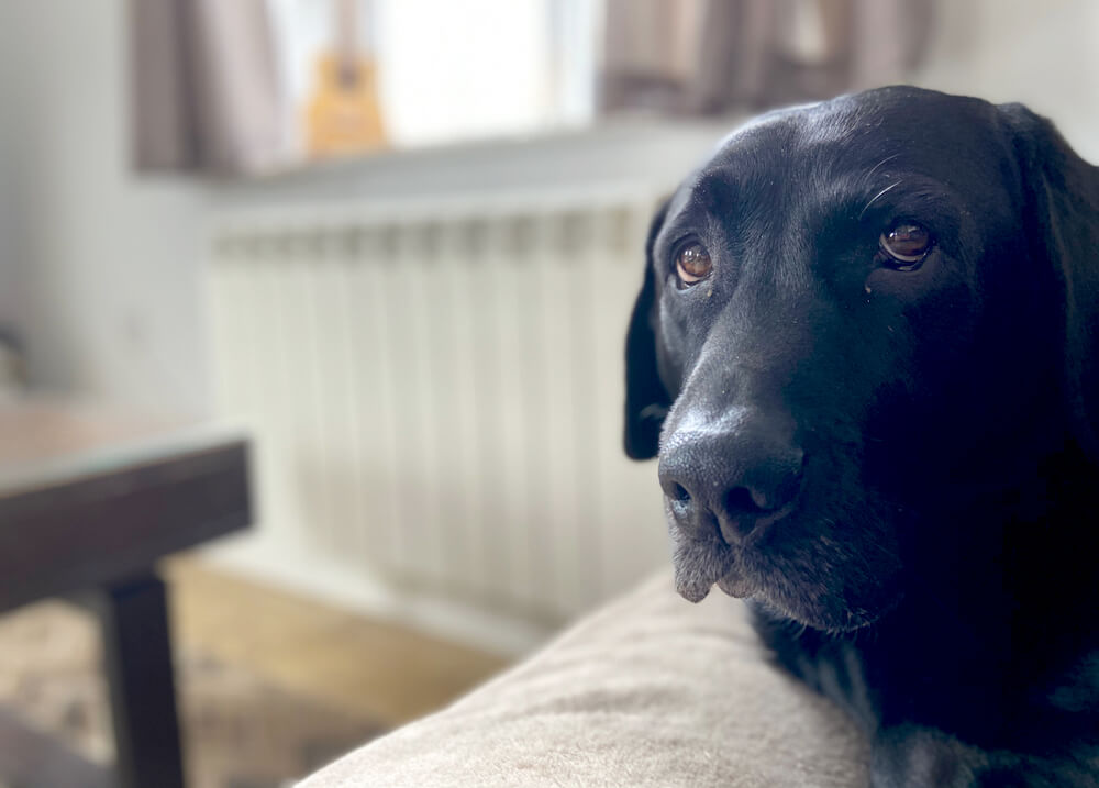 レトリーバー,海外