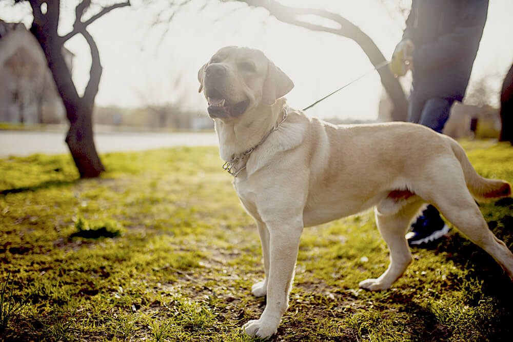 レトリーバー,マンボウやしろ