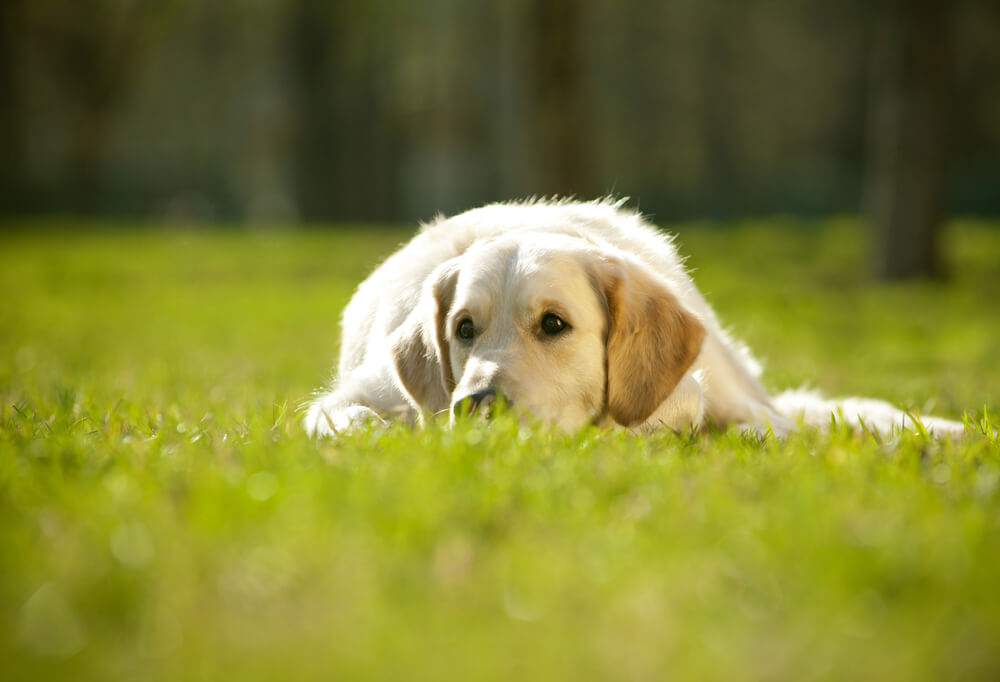 レトリーバー,マンボウやしろ