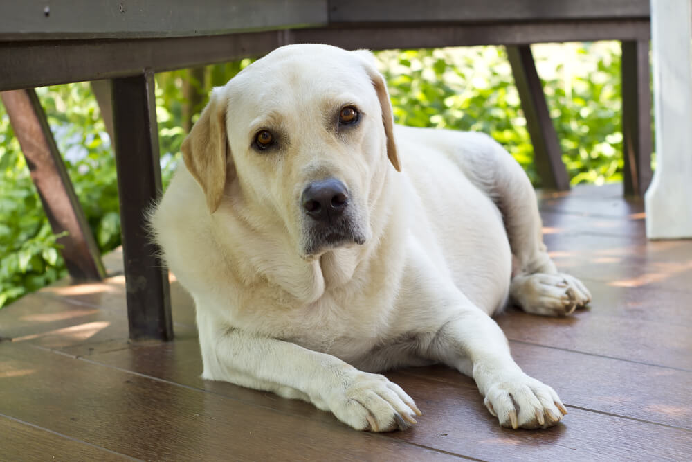 レトリーバー,マンボウやしろ