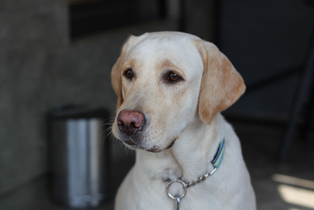レトリーバー,マンボウやしろ