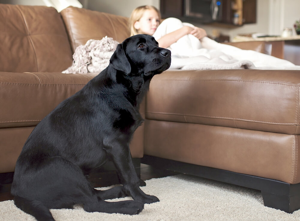 レトリーバー,海外