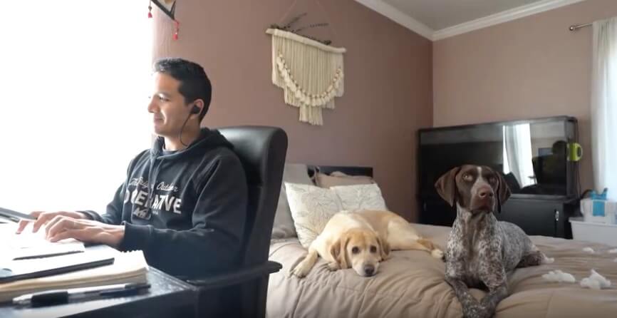 ラブラドールレトリーバー,動画