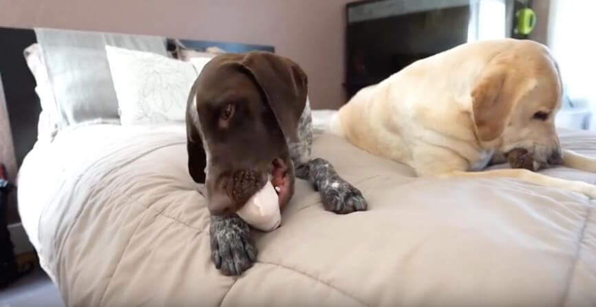 ラブラドールレトリーバー,動画